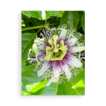 Load image into Gallery viewer, Tropical Flowers Card Collection