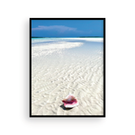 Load image into Gallery viewer, Bahamian Conch I