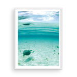 Load image into Gallery viewer, Bahamian Turtle From Below