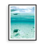 Load image into Gallery viewer, Bahamian Turtle From Below