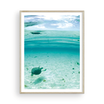 Load image into Gallery viewer, Bahamian Turtle From Below