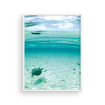 Load image into Gallery viewer, Bahamian Turtle From Below