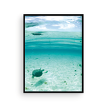 Load image into Gallery viewer, Bahamian Turtle From Below