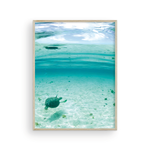 Load image into Gallery viewer, Bahamian Turtle From Below