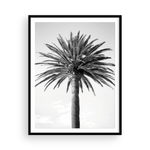 Load image into Gallery viewer, Black and White Bay Island Palm