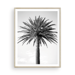 Load image into Gallery viewer, Black and White Bay Island Palm