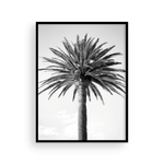 Load image into Gallery viewer, Black and White Bay Island Palm
