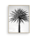 Load image into Gallery viewer, Black and White Bay Island Palm