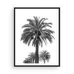 Load image into Gallery viewer, Black and White Catalina Palm