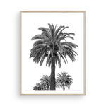 Load image into Gallery viewer, Black and White Catalina Palm