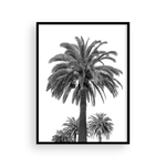 Load image into Gallery viewer, Black and White Catalina Palm