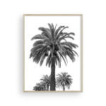 Load image into Gallery viewer, Black and White Catalina Palm