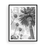 Load image into Gallery viewer, Catalina Palm II