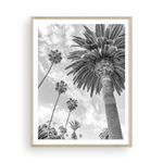 Load image into Gallery viewer, Catalina Palm II