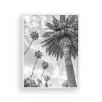 Load image into Gallery viewer, Catalina Palm II