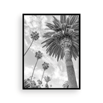 Load image into Gallery viewer, Catalina Palm II