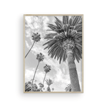 Load image into Gallery viewer, Catalina Palm II
