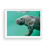 Load image into Gallery viewer, Bob the Merry Manatee