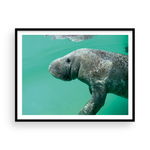 Load image into Gallery viewer, Bob the Merry Manatee