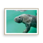 Load image into Gallery viewer, Bob the Merry Manatee