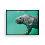 Load image into Gallery viewer, Bob the Merry Manatee