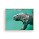 Load image into Gallery viewer, Bob the Merry Manatee