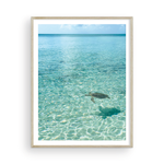 Load image into Gallery viewer, Day in the Life of a Bahamian Turtle