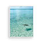 Load image into Gallery viewer, Day in the Life of a Bahamian Turtle