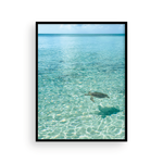 Load image into Gallery viewer, Day in the Life of a Bahamian Turtle
