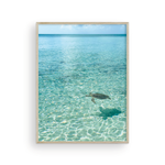 Load image into Gallery viewer, Day in the Life of a Bahamian Turtle