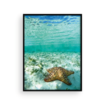 Load image into Gallery viewer, Happy Bahamian Starfish