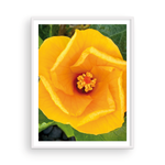 Load image into Gallery viewer, Hibiscus Vortex