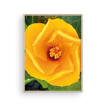Load image into Gallery viewer, Hibiscus Vortex