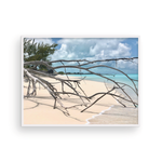 Load image into Gallery viewer, Shore Branches I