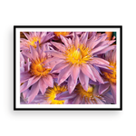 Load image into Gallery viewer, Lavender & Gold Maui Anemone