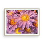 Load image into Gallery viewer, Lavender & Gold Maui Anemone