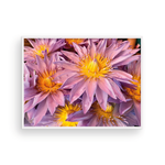 Load image into Gallery viewer, Lavender & Gold Maui Anemone