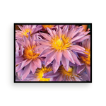 Load image into Gallery viewer, Lavender & Gold Maui Anemone