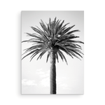 Load image into Gallery viewer, Palm Tree Collection