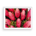 Load image into Gallery viewer, Torch Ginger