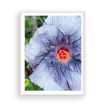 Load image into Gallery viewer, Violet Capri Hibiscus
