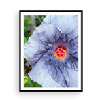 Load image into Gallery viewer, Violet Capri Hibiscus