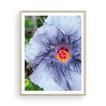 Load image into Gallery viewer, Violet Capri Hibiscus