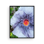 Load image into Gallery viewer, Violet Capri Hibiscus