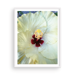 Load image into Gallery viewer, White Capri Hibiscus