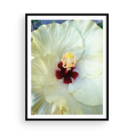 Load image into Gallery viewer, White Capri Hibiscus