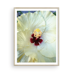 Load image into Gallery viewer, White Capri Hibiscus