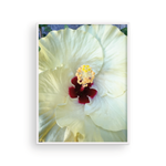 Load image into Gallery viewer, White Capri Hibiscus