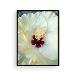 Load image into Gallery viewer, White Capri Hibiscus