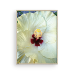 Load image into Gallery viewer, White Capri Hibiscus